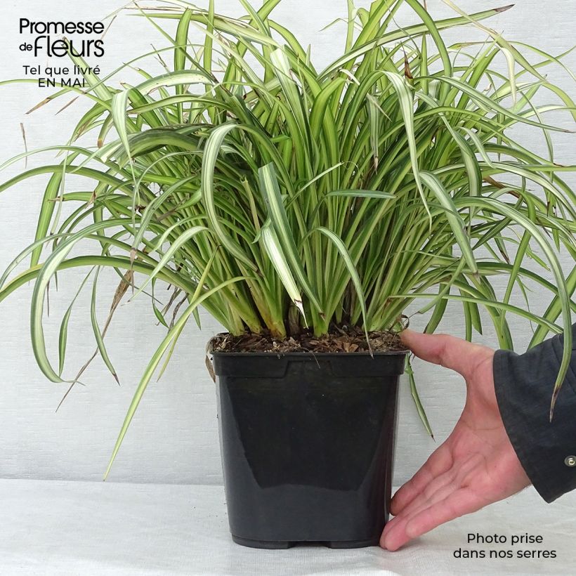 Example of Phormium cookianum Blondie Vaso da 4L/5L as you get in printemps