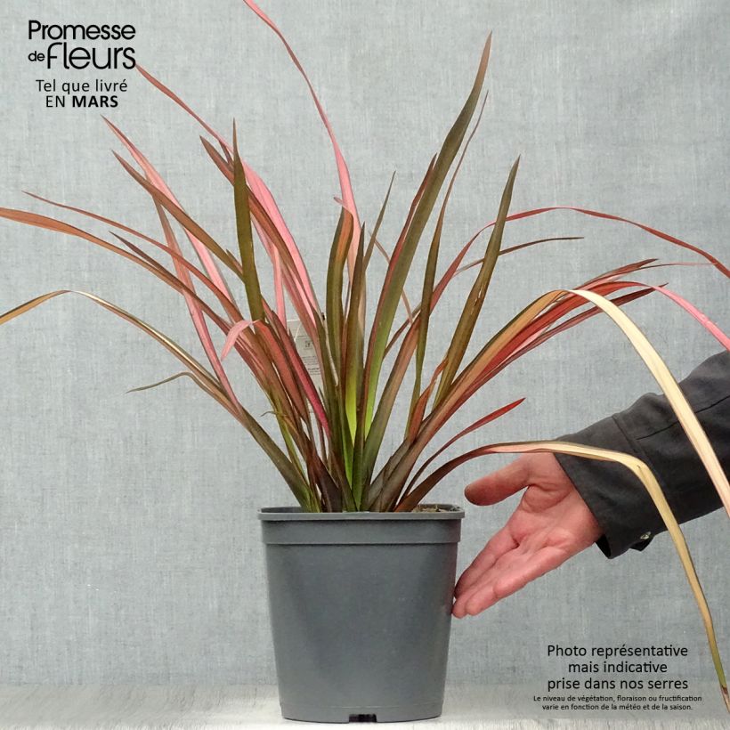 Example of Phormium cookianum Maori Maiden Vaso da 3L/4L as you get in printemps