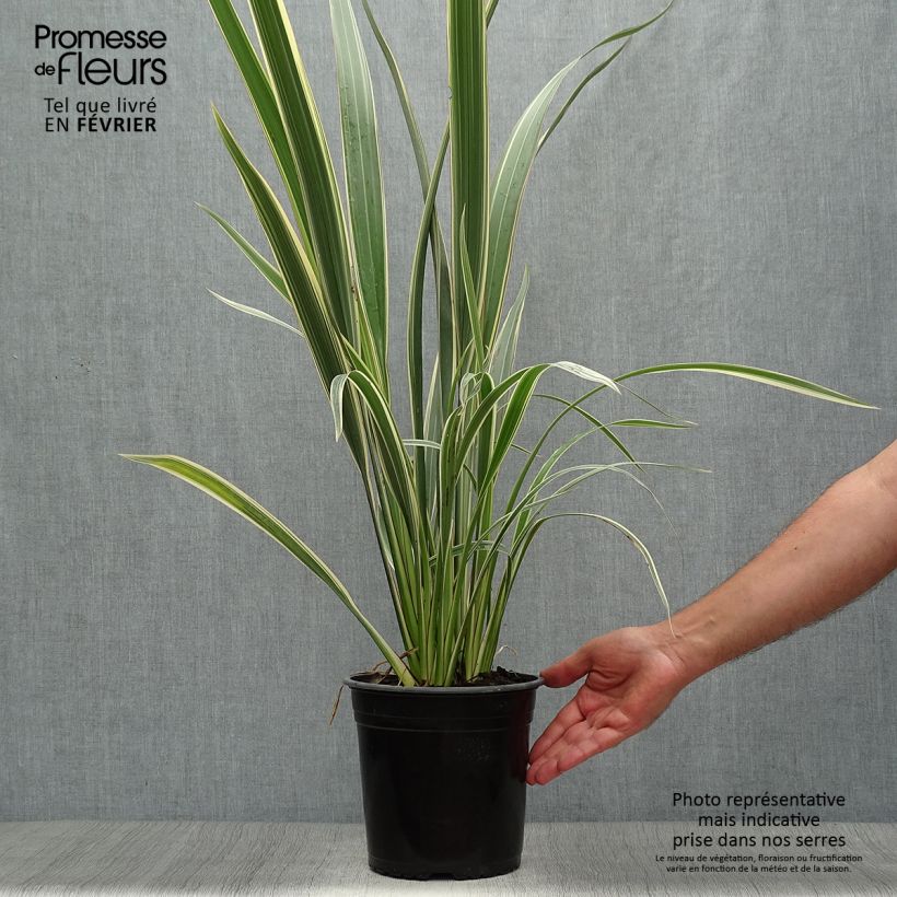 Esemplare di Phormium cookianum subsp. hookeri Tricolor Vaso da 3L/4L come consegnato in autunno