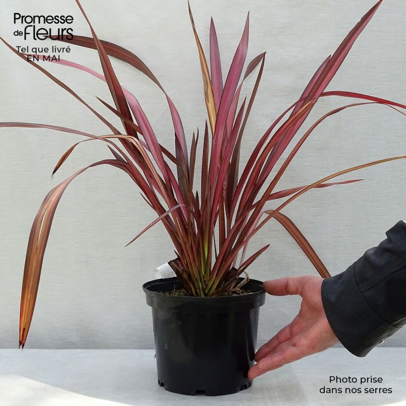 Phormium Evening Glow - Lino della Nuova Zelanda Vaso da 4L/5L esemplare consegnato in primavera