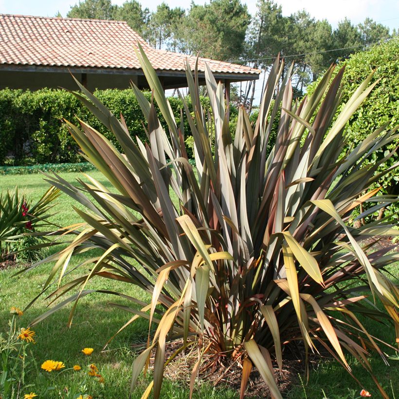 Phormium Purpureum - Lino della Nuova Zelanda (Porto)