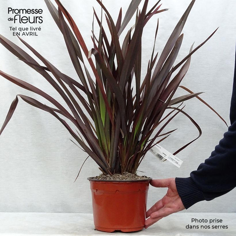 Phormium Purpureum - Lino della Nuova Zelanda Vaso da 2L/3L esemplare consegnato in primavera