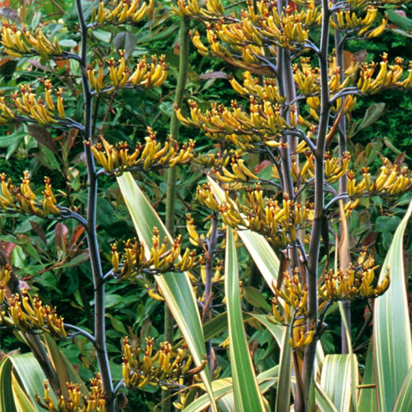 Phormium Variegatum - Lino della Nuova Zelanda (Fioritura)
