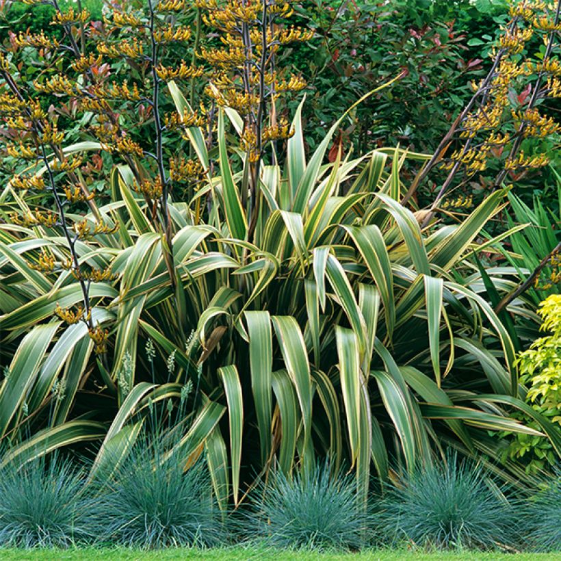 Phormium Variegatum - Lino della Nuova Zelanda (Porto)