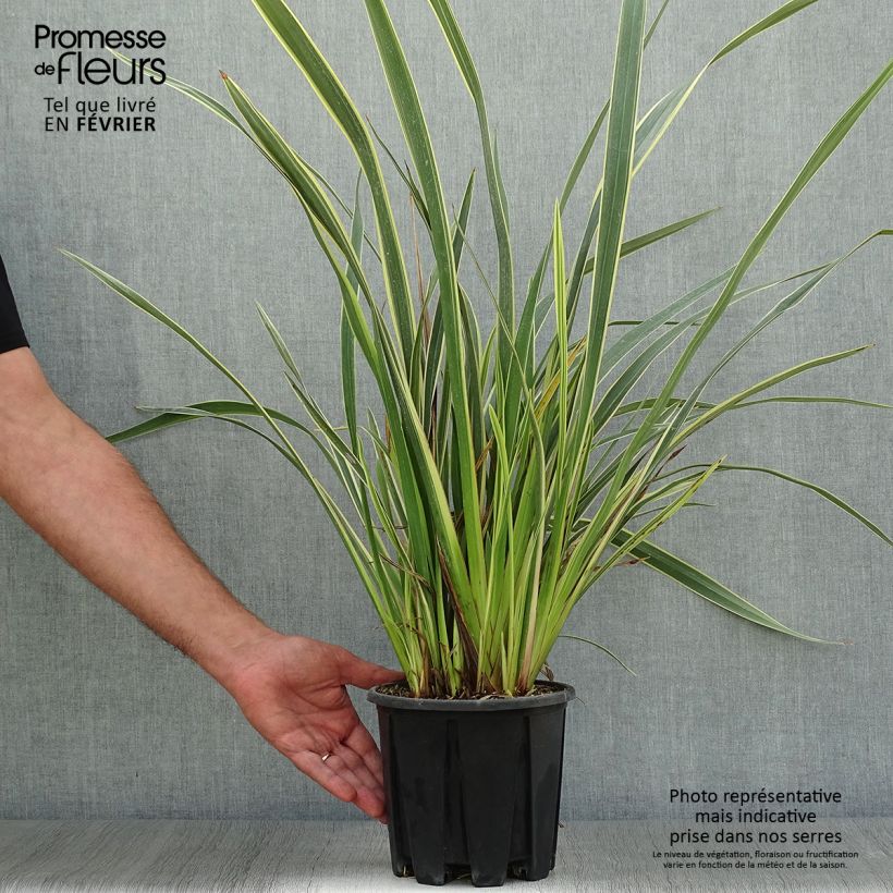 Esemplare di Phormium Variegatum - Lino della Nuova Zelanda Vaso da 2L/3L come consegnato in autunno