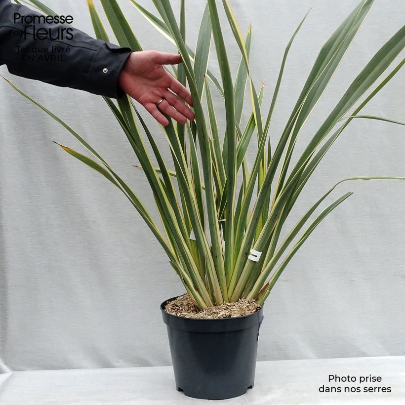 Phormium Variegatum - Lino della Nuova Zelanda Vaso da 7,5L/10L esemplare consegnato in primavera