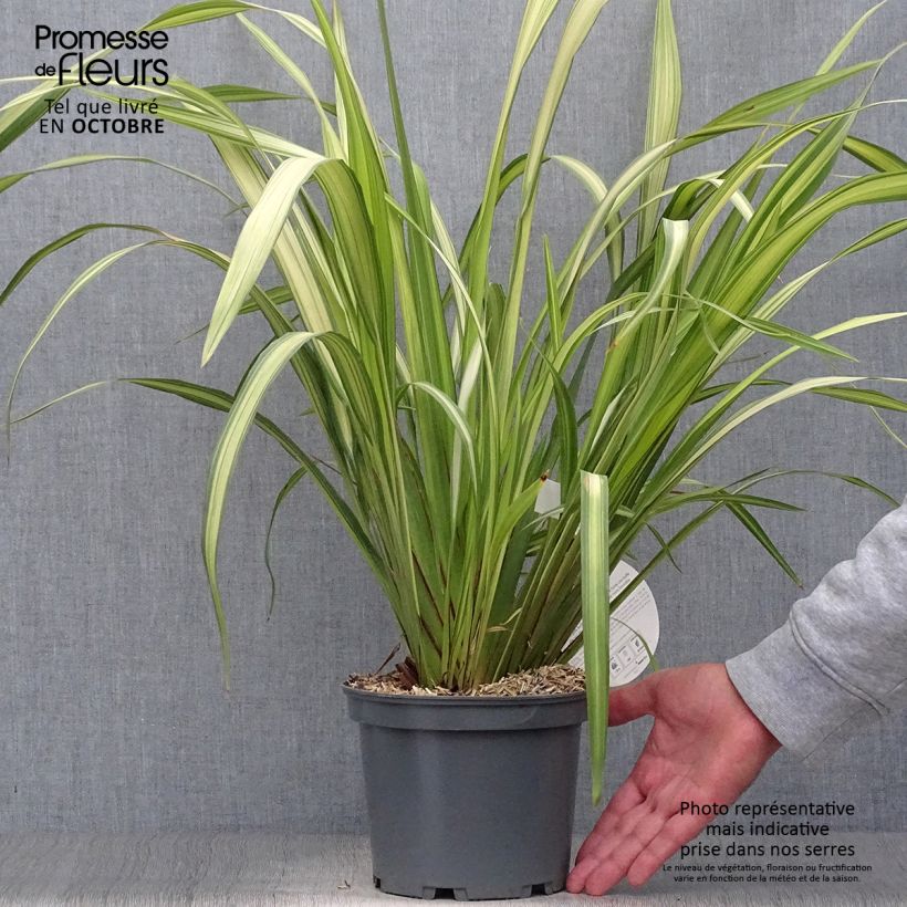 Esemplare di Phormium Yellow Wave - Lino della Nuova Zelanda Vaso da 2L/3L come consegnato in autunno