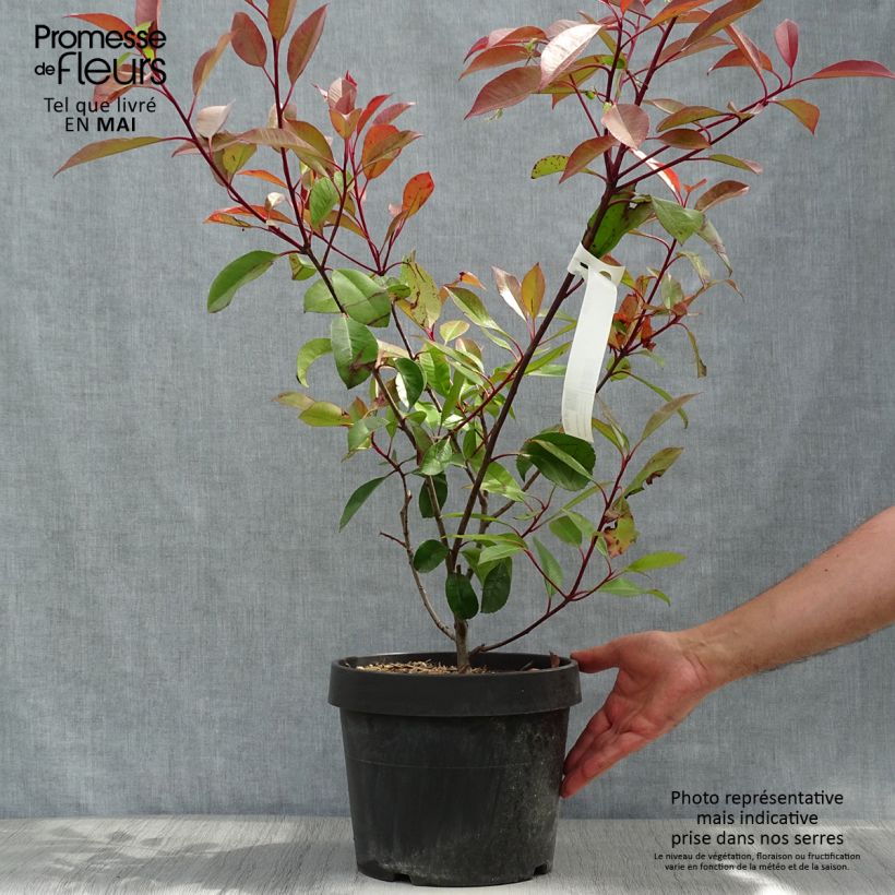 Photinia Little Red Robin en pot de 10L esemplare consegnato in primavera
