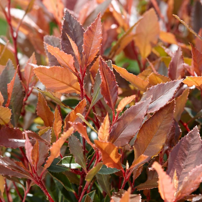 Fotinia Chico (Foliage)