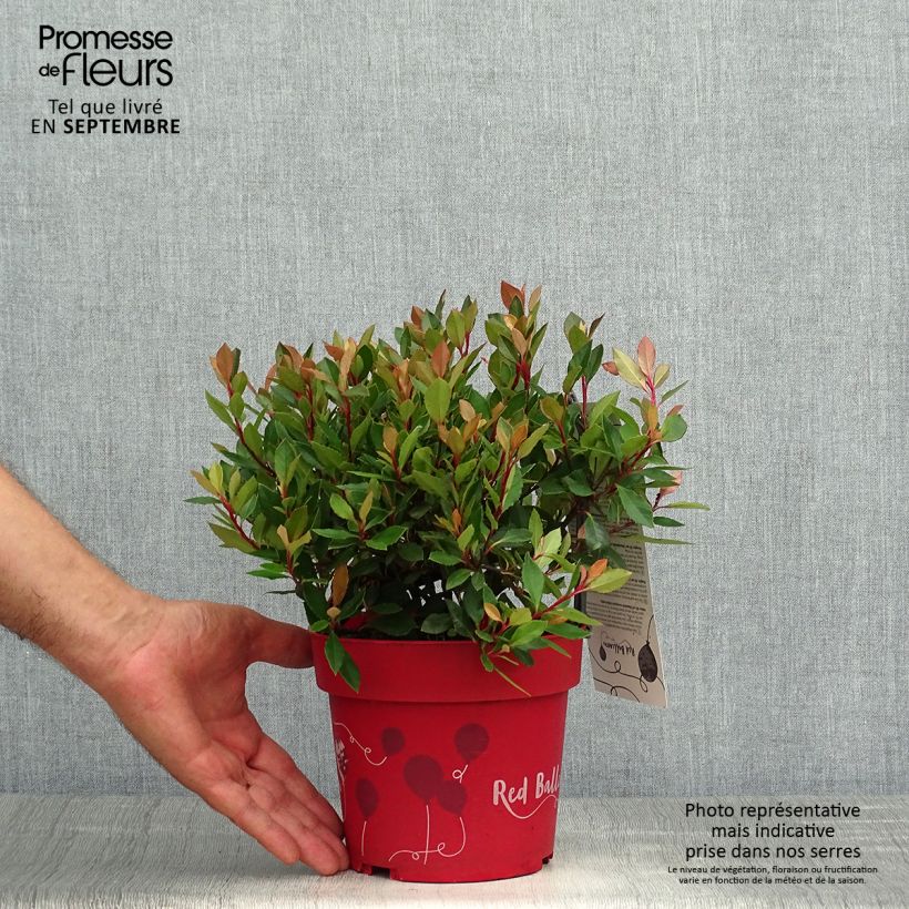 Esemplare di Photinia fraseri Red Ballcoon Pot de 2L/3L come consegnato in autunno