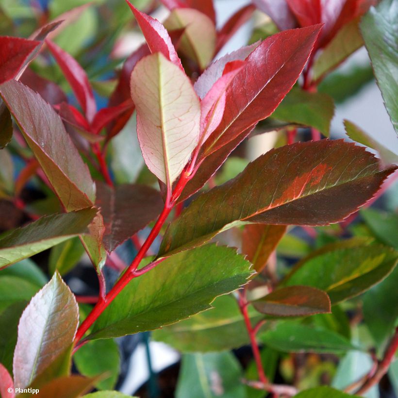 Fotinia Red Light (Foliage)