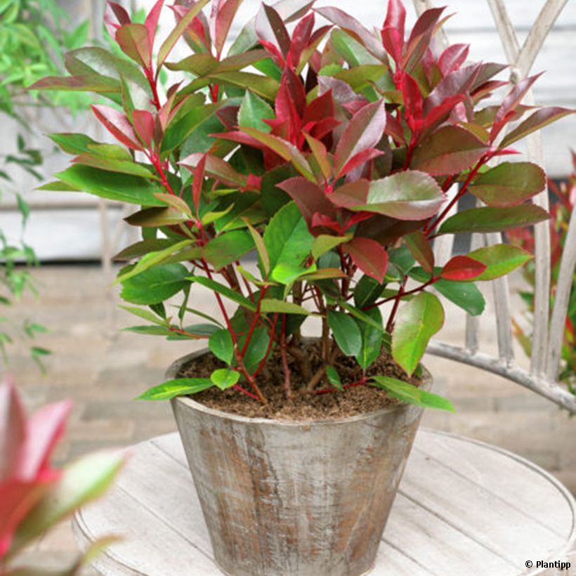 Fotinia Red Light (Plant habit)