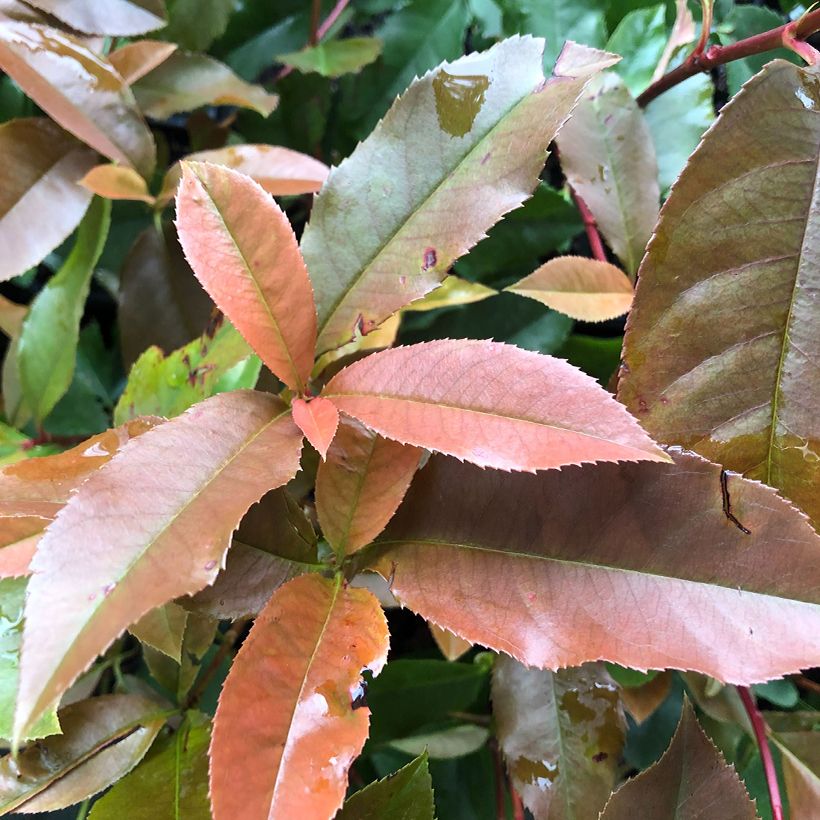 Fotinia Red Robin Blood (Foliage)