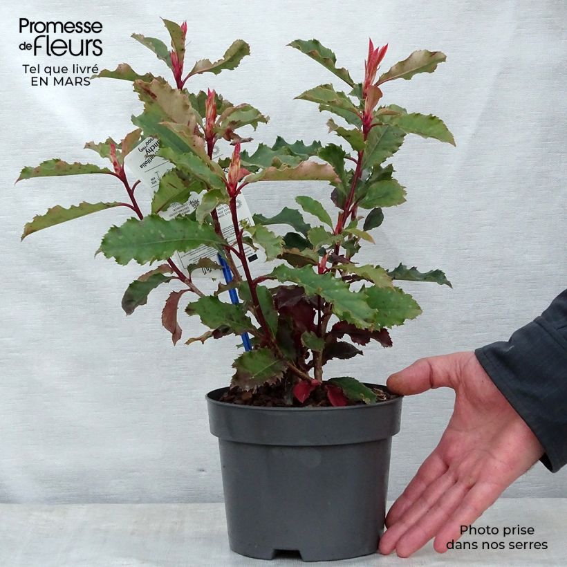 Photinia serratifolia Crunchy - Fotinia Vaso da 2L/3L esemplare consegnato in primavera