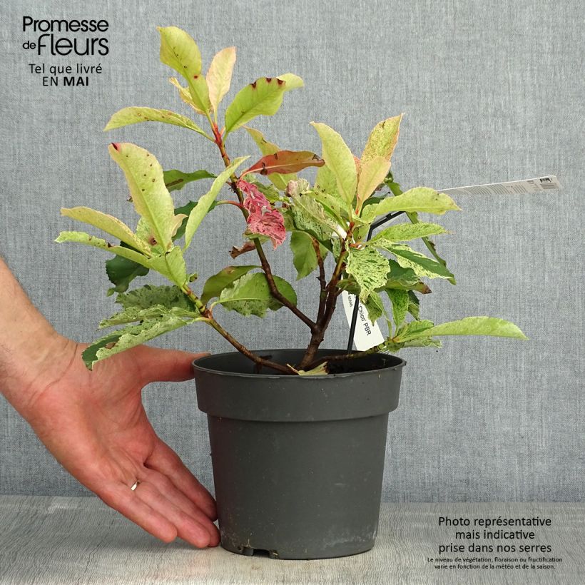 Photinia serratifolia Pink Crispy - Fotinia Vaso da 2L/3L esemplare consegnato in primavera