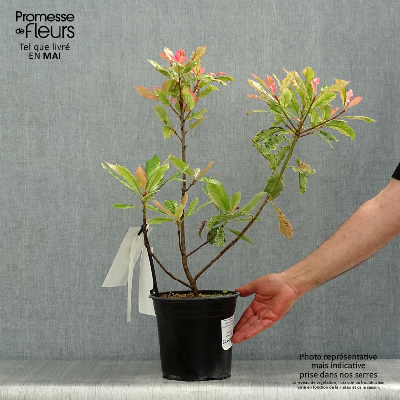 Photinia serratifolia Pink Crispy - Fotinia Vaso da 4L/5L esemplare consegnato in primavera