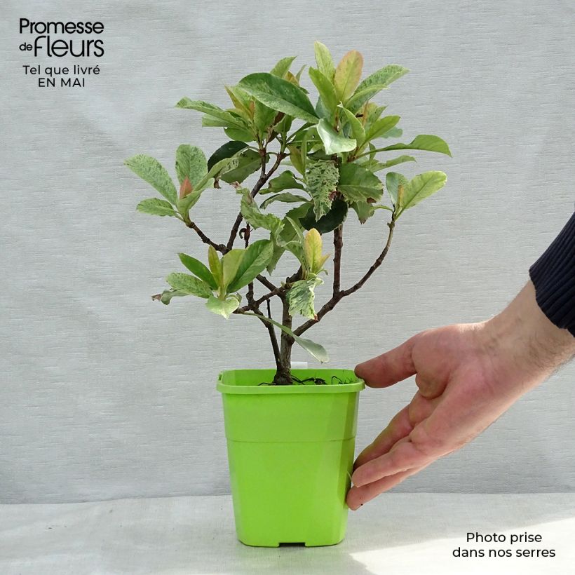 Photinia serratifolia Pink Crispy - Fotinia Vaso da 1L/1,5L esemplare consegnato in primavera