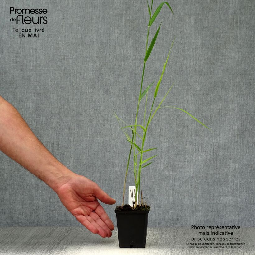 Example of Phragmites australis - Cannuccia di palude Vasetto da 8/9 cm as you get in printemps