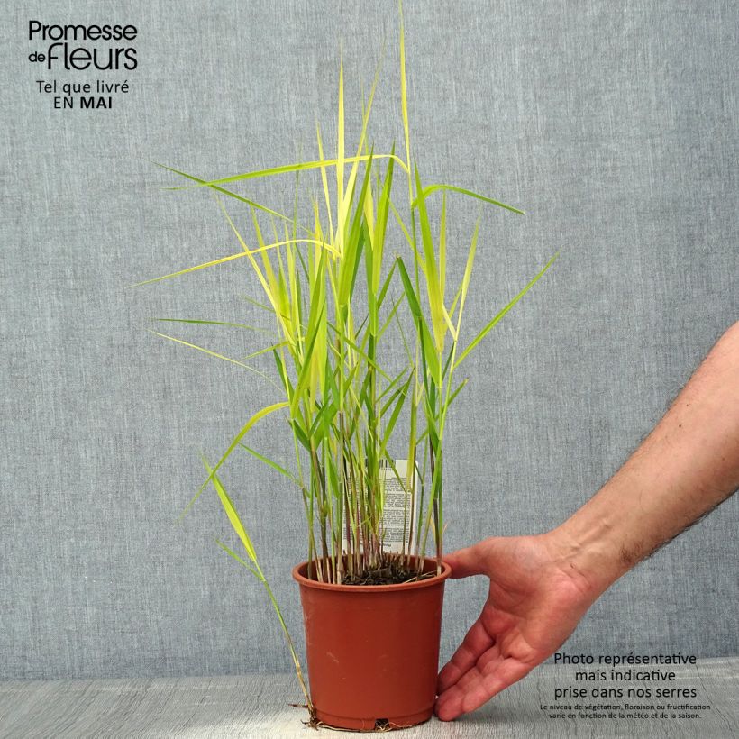 Example of Phragmites australis - Cannuccia di palude Vaso da 1L/1,5L as you get in printemps