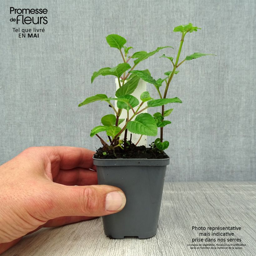 Example of Phygelius capensis Vasetto da 8/9 cm as you get in printemps