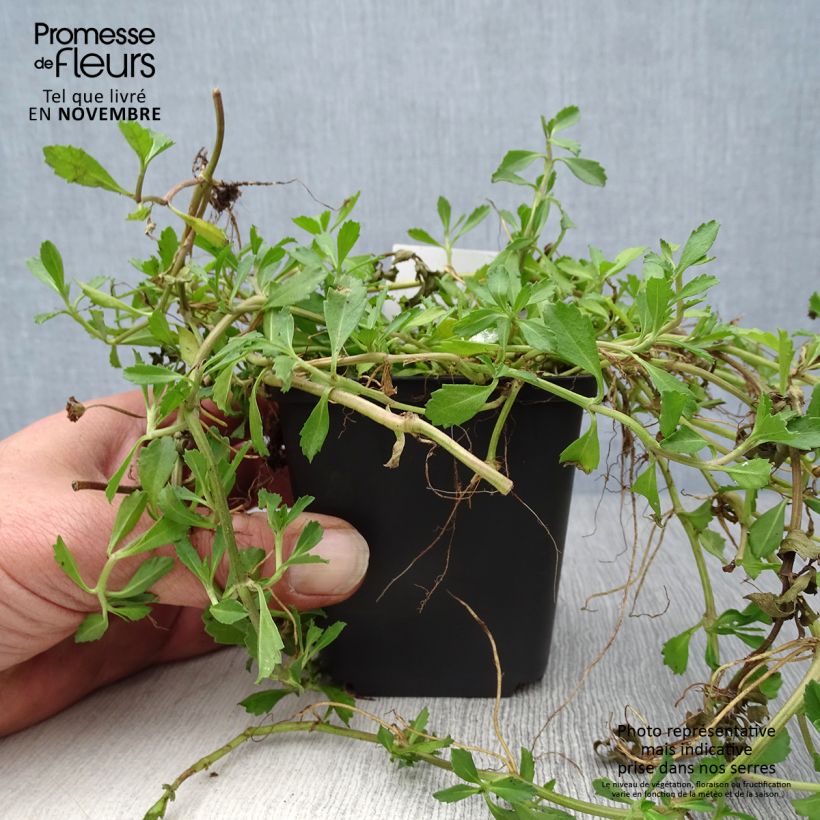 Esemplare di Phyla nodiflora - Erba Luigia minore Vasetto da 8/9 cm come consegnato in autunno