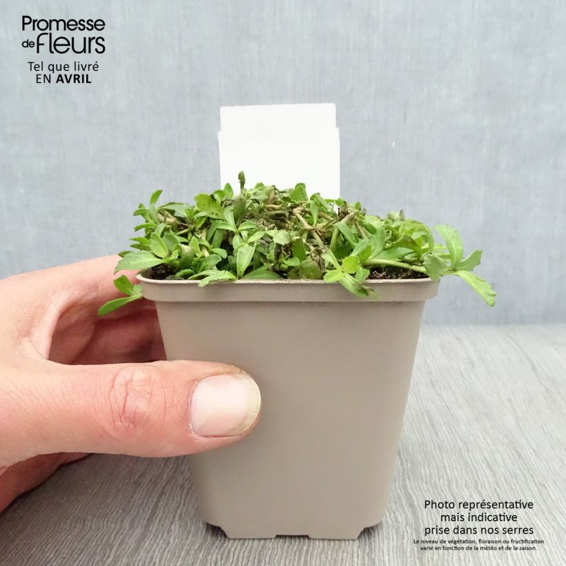 Example of Phyla nodiflora - Erba Luigia minore Vasetto da 8/9 cm as you get in printemps