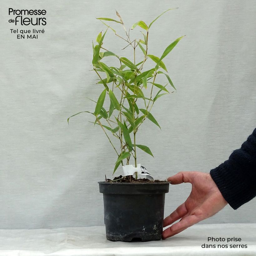 Example of Phyllostachys atrovaginata Green Perfume Vaso da 2L/3L as you get in printemps