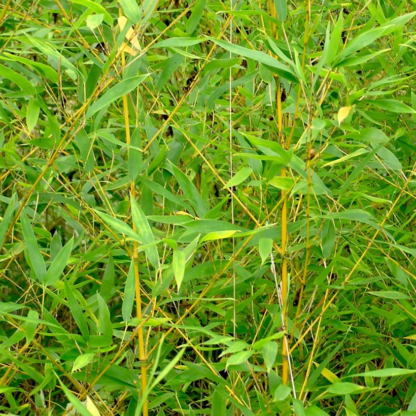 Phyllostachys aurea - Bambù dorato (Foliage)