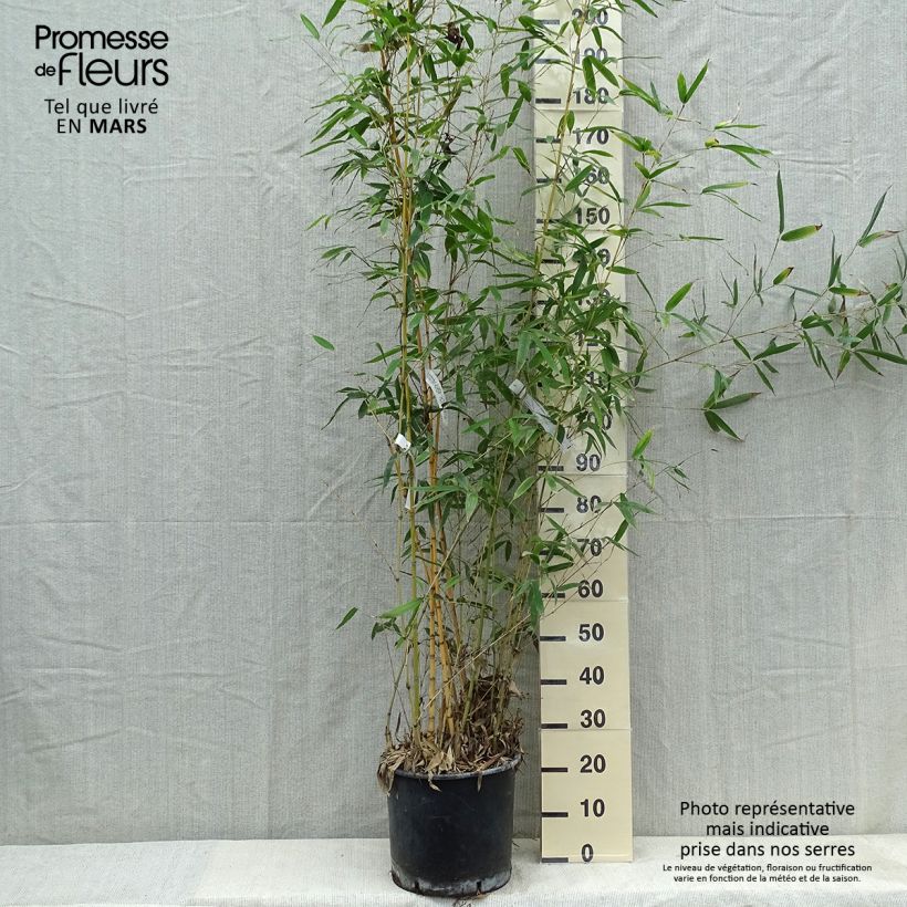 Example of Phyllostachys aurea Holochrysa - Bambù dorato Vaso da 12L/15L as you get in printemps