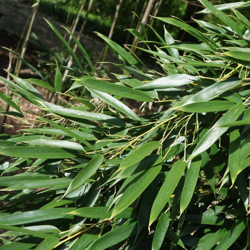 Phyllostachys aureosulcata - Bambù aureosulcato (Foliage)