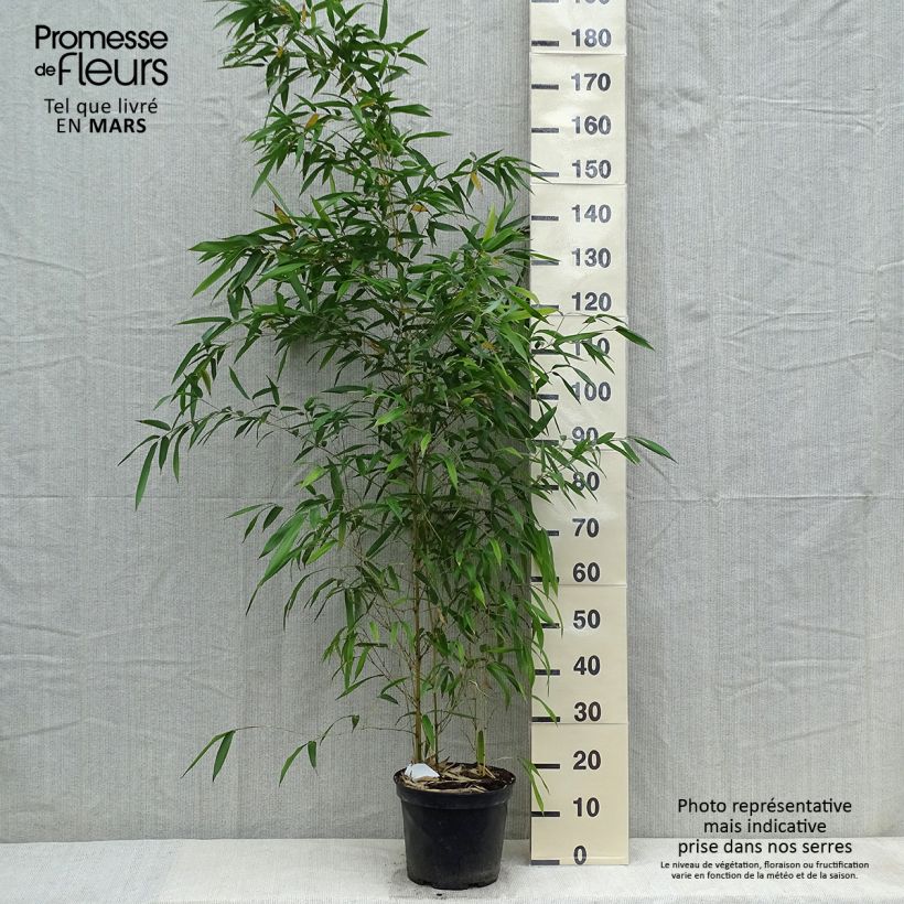 Phyllostachys aureosulcata Spectabilis - Bambù aureosulcato Vaso da 4L/5L esemplare consegnato in primavera