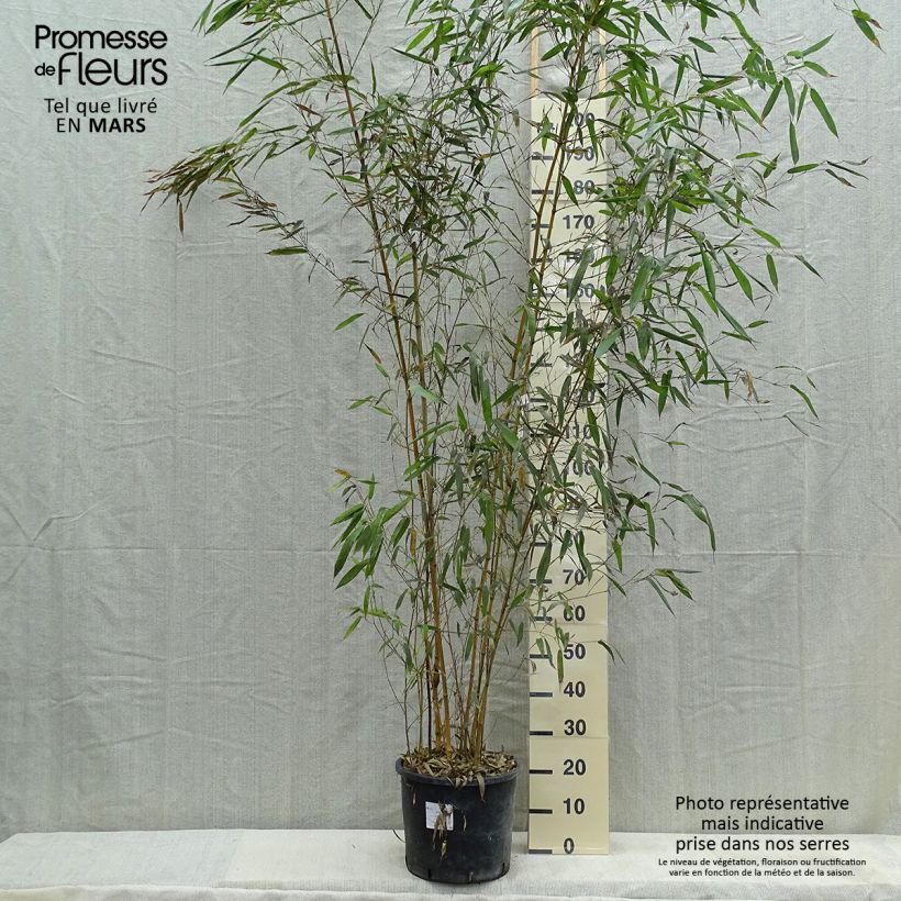 Phyllostachys aureosulcata Spectabilis - Bambù aureosulcato Vaso da 7,5L/10L esemplare consegnato in primavera