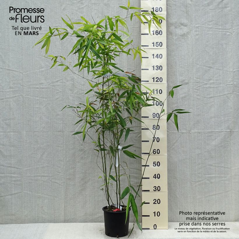 Example of Phyllostachys glauca - Bambù blu Vaso da 4L/5L as you get in printemps