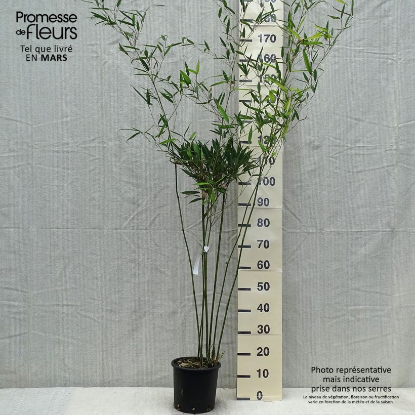 Phyllostachys heteroclada - Bambù d'acqua Vaso da 4L/5L esemplare consegnato in primavera