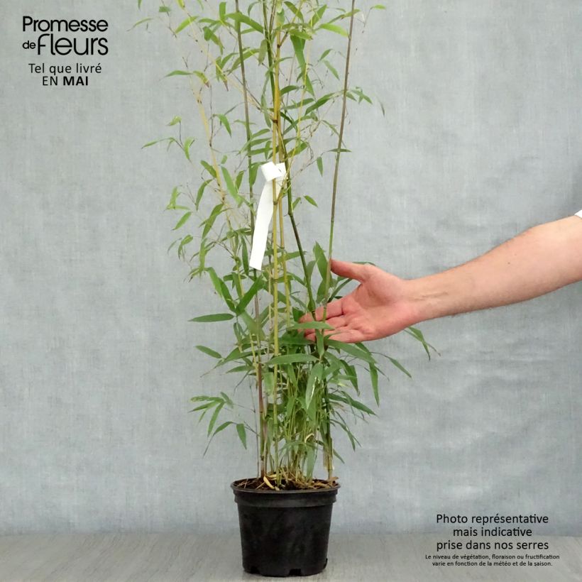 Example of Phyllostachys humilis - Bambù medio Vaso da 2L/3L as you get in printemps