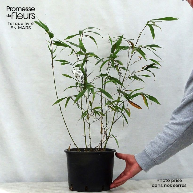 Example of Phyllostachys iridescens - Bambù Vaso da 4L/5L as you get in printemps