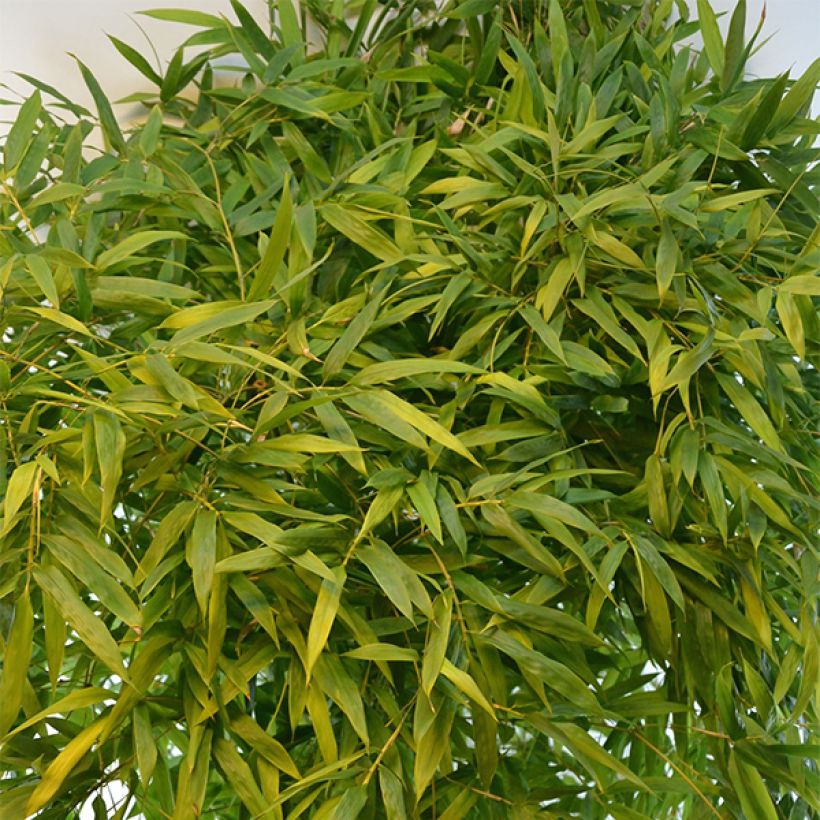 Phyllostachys nigra Boryana - Bambù nero (Foliage)