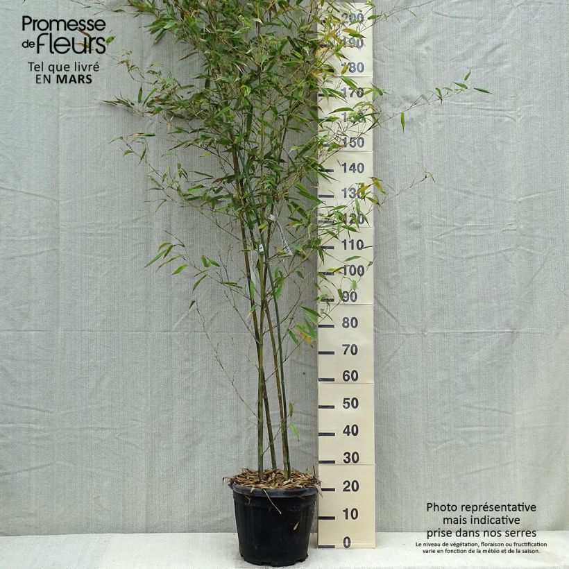 Example of Phyllostachys nigra Boryana - Bambù nero Vaso da 12L/15L as you get in printemps