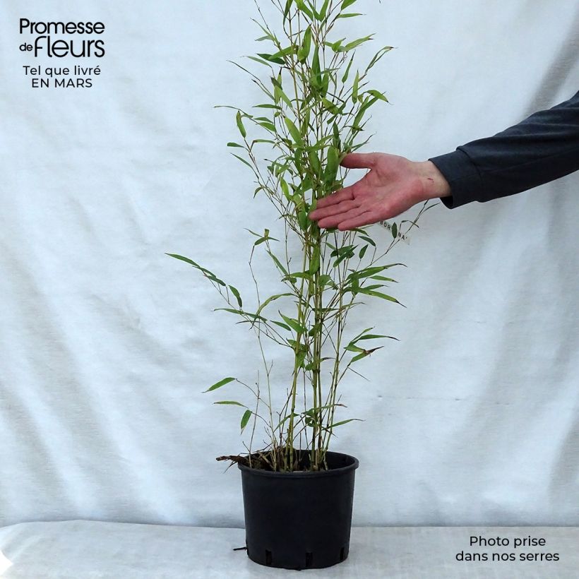 Example of Phyllostachys nigra Boryana - Bambù nero Vaso da 4L/5L as you get in printemps