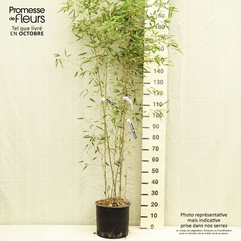 Esemplare di Phyllostachys nigra Henonis - Bambù nero Vaso da 12L/15L come consegnato in autunno