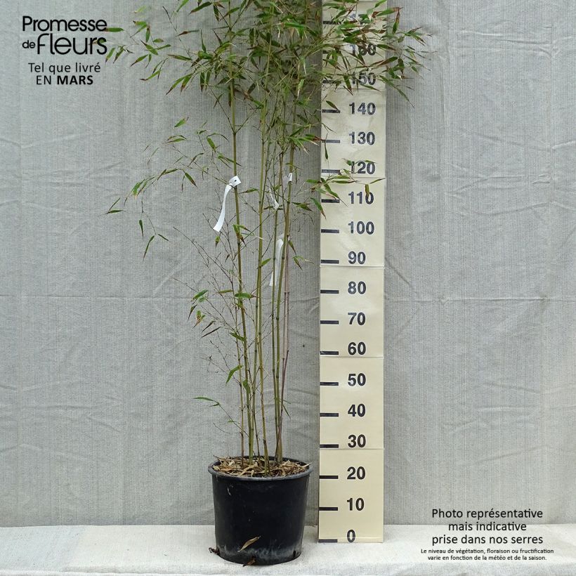 Example of Phyllostachys nigra Henonis - Bambù nero Vaso da 12L/15L as you get in printemps