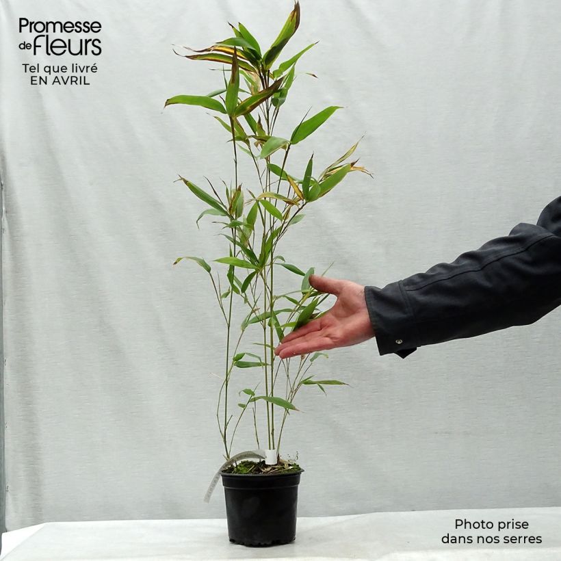 Example of Phyllostachys nigra Henonis - Bambù nero Vaso da 2L/3L as you get in printemps
