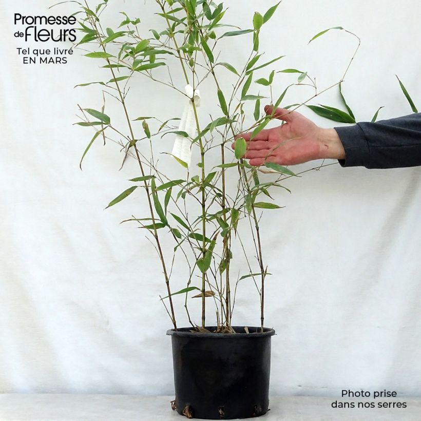Example of Phyllostachys nigra Henonis - Bambù nero Vaso da 4L/5L as you get in printemps