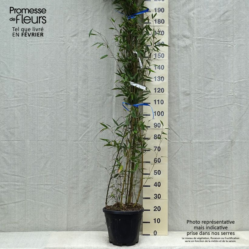 Example of Phyllostachys nigra Megurochiku - Bambù nero Vaso da 12L/15L as you get in hiver