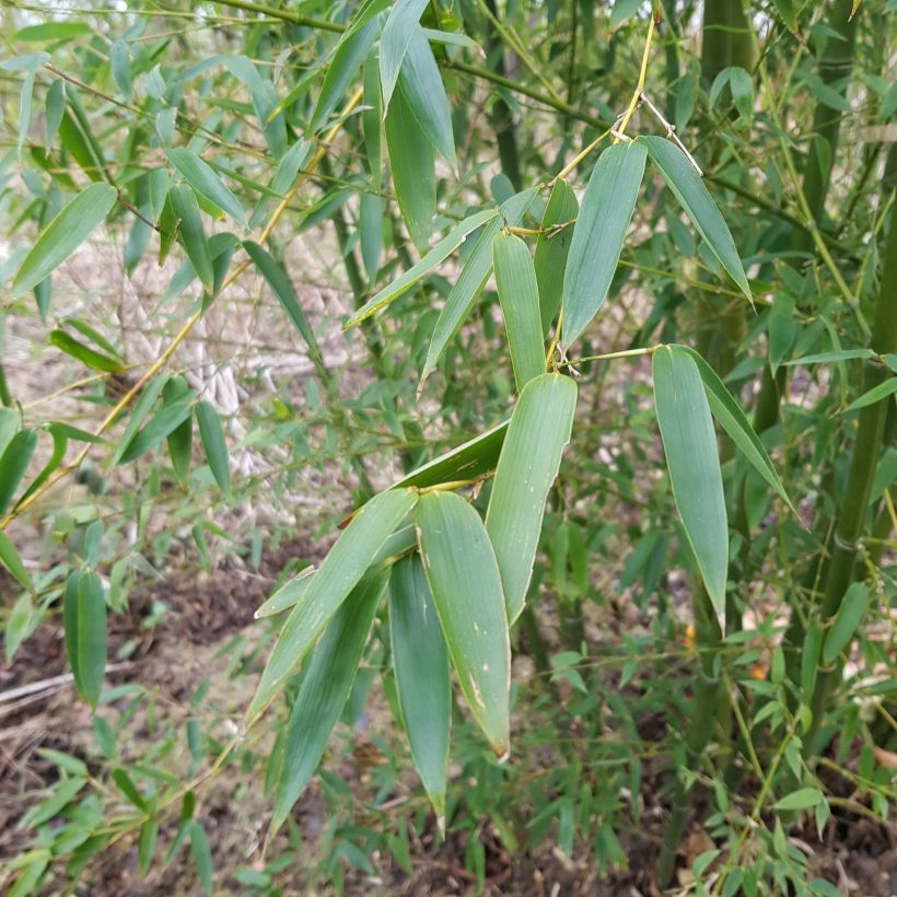 Phyllostachys parviflora - Bambù gigante (Foliage)