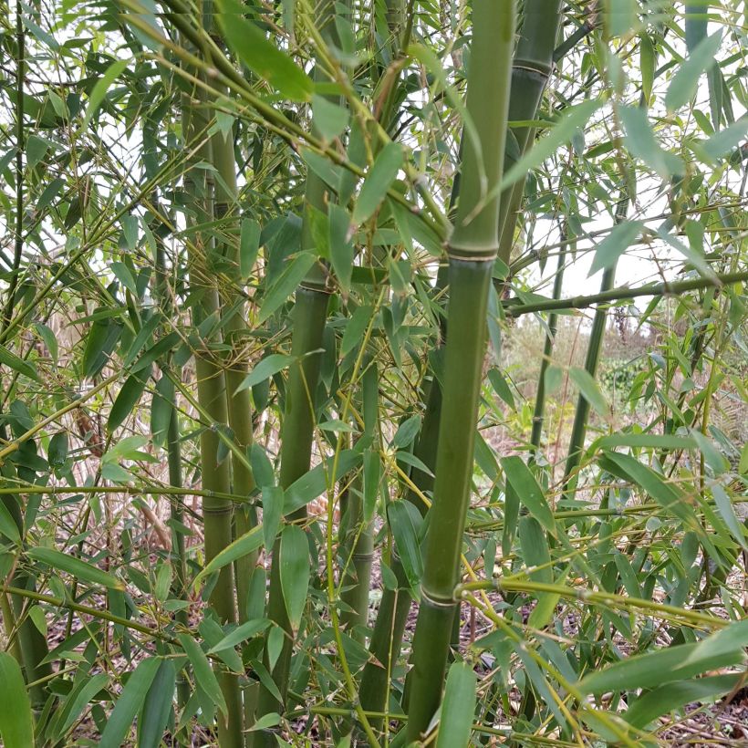Phyllostachys parviflora - Bambù gigante (Plant habit)