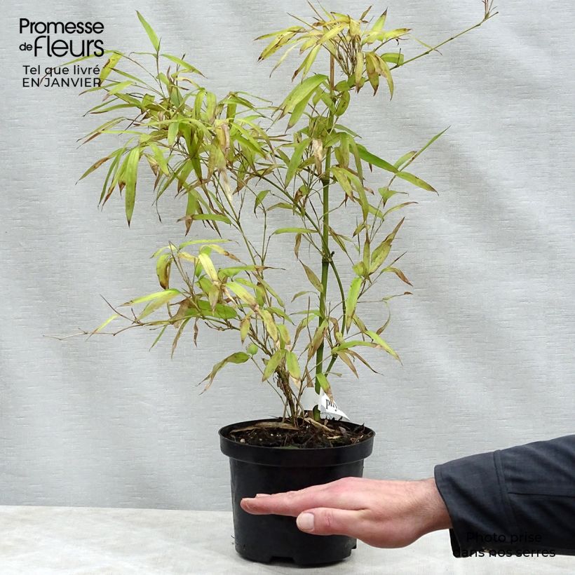 Example of Phyllostachys parviflora - Bambù gigante Vaso da 4L/5L as you get in hiver