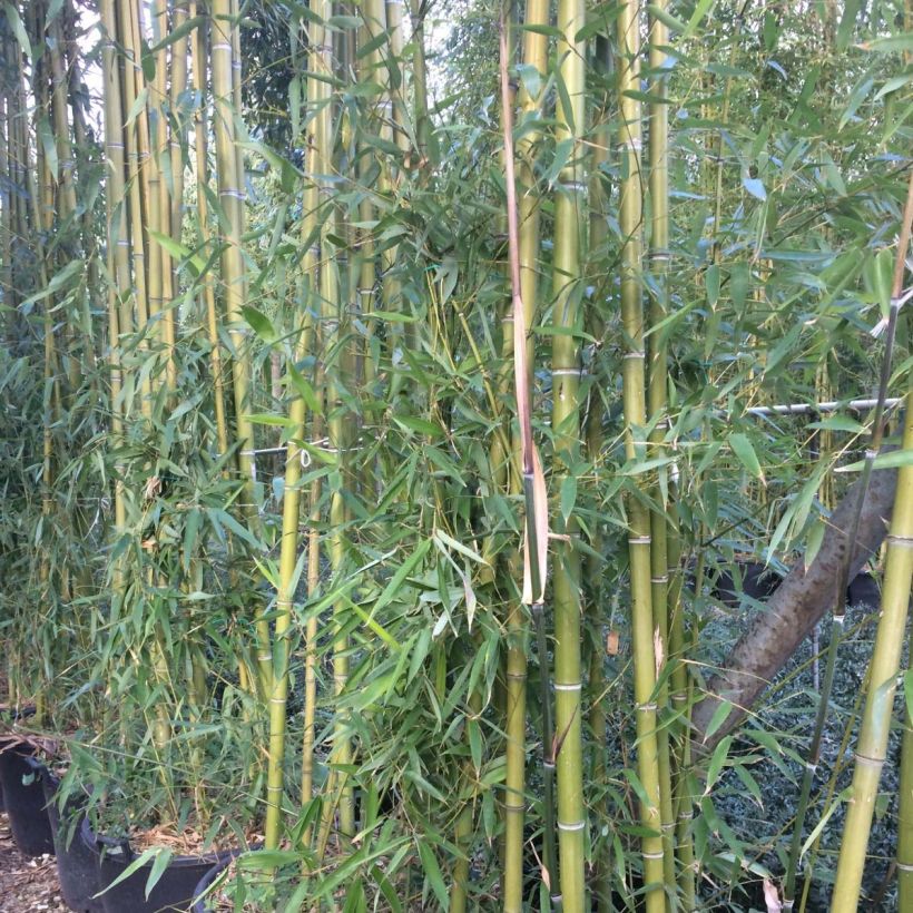 Phyllostachys viridiglaucescens - Bambù gigante (Foliage)