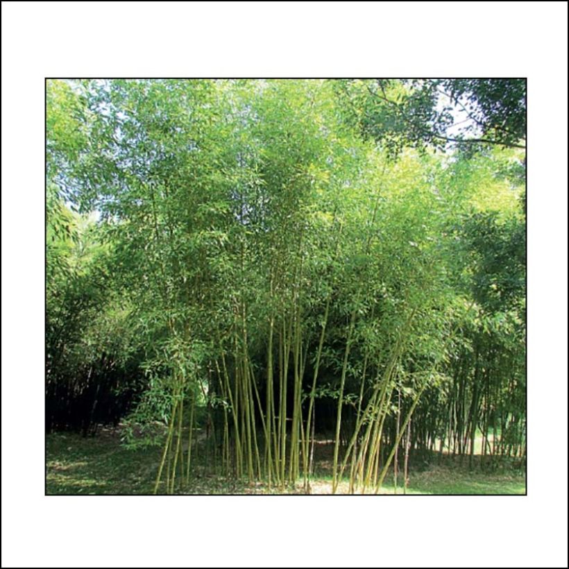 Phyllostachys viridis Sulphurea - Bambù (Plant habit)