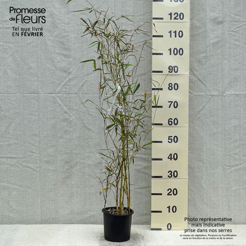 Example of Phyllostachys viridis Sulphurea - Bambù Vaso da 2L/3L as you get in hiver